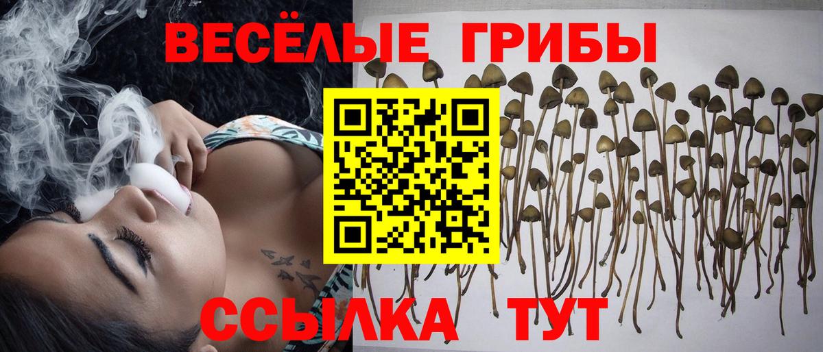 Дальнереченск  Галлюциногенные грибы Psilocybe  Вход с VPN  Псилоцибиновые грибы мицелий 